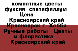 комнатные цветы: фуксия, спатифиллум › Цена ­ 50-350 - Красноярский край, Красноярск г. Хобби. Ручные работы » Цветы и флористика   . Красноярский край